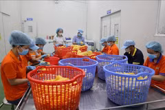 Chez la société par actions de boissons Wana (Parc industriel de Chau Duc, Hô ChiMinh-Ville). Photo : VNA