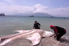 Un requin-baleine mort dans les eaux du village de Ritaebang, dans le district de Flores oriental, province de Nusa Tenggara oriental (NTT), en Indonésie. Photo diffusée par la VNA