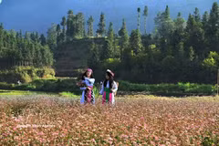 Une jeune Mong au milieu des fleurs de sarrasin sur le plateau karstique de Dong Van (Tuyên Quang). Photo : VNA