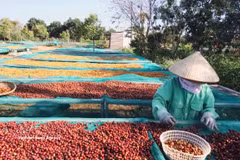 Au cours des huit premiers mois de 2026, le Vietnam a exporté près de 1,7 million de tonnes de café pour plus de 6 milliards de dollars. Photo: VNA
