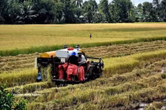 Utilisation de machines agricoles pour la récolte du riz d’été-automne. Photo d’illustration : VNA
