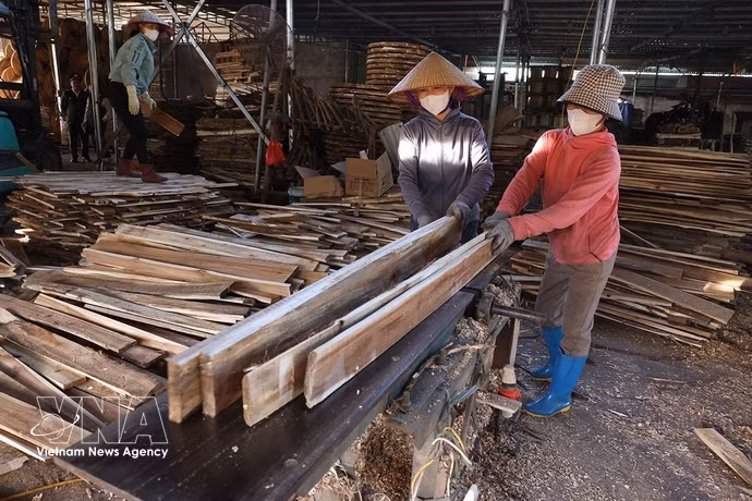 Transformation de bois issu de forêts de plantation dans une entreprise de Bac Ninh. Photo : VNA
