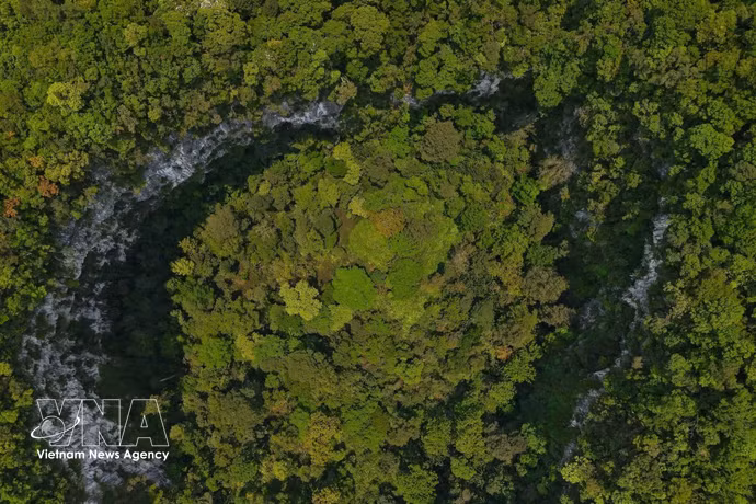 Le gouffre abrite un écosystème isolé, caractérisé notamment par de grands arbres arrivés à maturité et des formations géologiques susceptibles. Photo: VNA